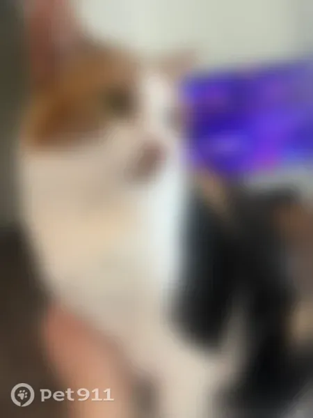 Lost Cat, North Summerchase Circle, 14371, Willis, Houston — 4-year-old spayed female - photo