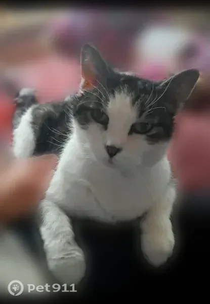 Lost cat, male, Calhoun Street, 17619, Lowell — elderly and frail - photo