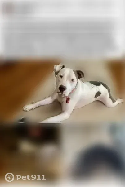 Lost dog, County Line Road West, 1836, Bradley — friendly male, part pit - photo