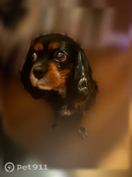 Lost dog, Spruce Tree Drive, 1405, Diamond Bar, Brea — black female dog - photo