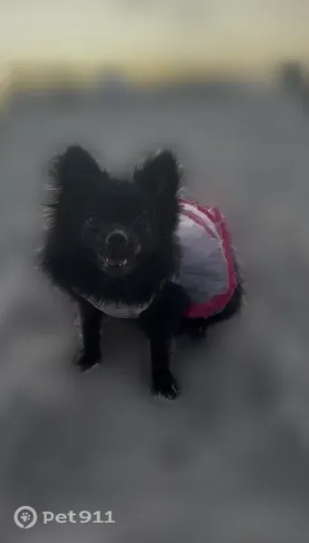 Lost dog, Harney Road, 9936, Thonotosassa, Miami — female black Pomeranian without a collar - photo