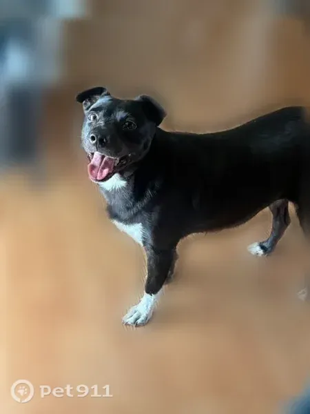 Lost female dog, South Dixieland Road, 1623, Rogers — black with a white paw and chest - photo