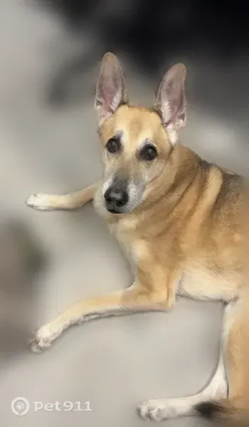 Lost dog, Forrestbrook Drive, Kannapolis — friendly male with no collar - photo