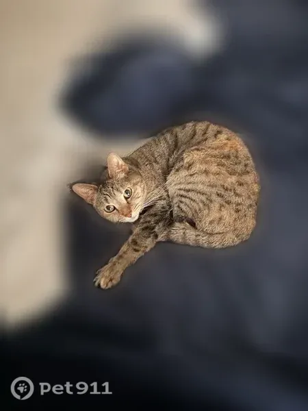 Lost cat, Meadowcrest Park, 520, Lexington, Louisville — small indoor cat with black spots in both eyes - photo