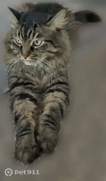 Lost cat, East Black Opal Lane, 5049, San Tan Valley — male with black stripes - photo