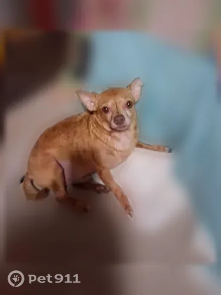 Lost dog, male, North Hurricane Creek Road, Few Chapel, McEwen — nervous Chihuahua - photo