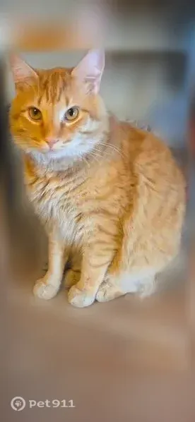 Lost cat, Sharbot Drive, Columbus — male with golden eyes - photo