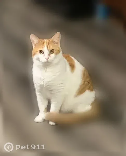 Lost cat, Badger Drive, 1900, Evansville — large female with amber eyes - photo