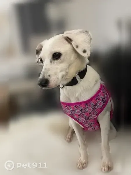 Lost Dog (female), Wellington Terrace, 105, Towamencin Township, Kulpsville — white Jack Russell mix - photo
