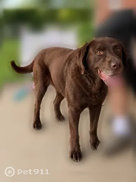 Lost dog, Cadiz — male, 8 years old, gray on his face - photo