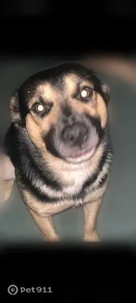 Lost dog, Wharf Cove Drive, 11104, El Paso — male German Shepherd mix named Shiloh - photo