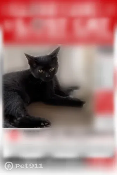 Lost cat, North Fairplay Street, Aurora — black male, last seen at 6:58 p.m. - photo