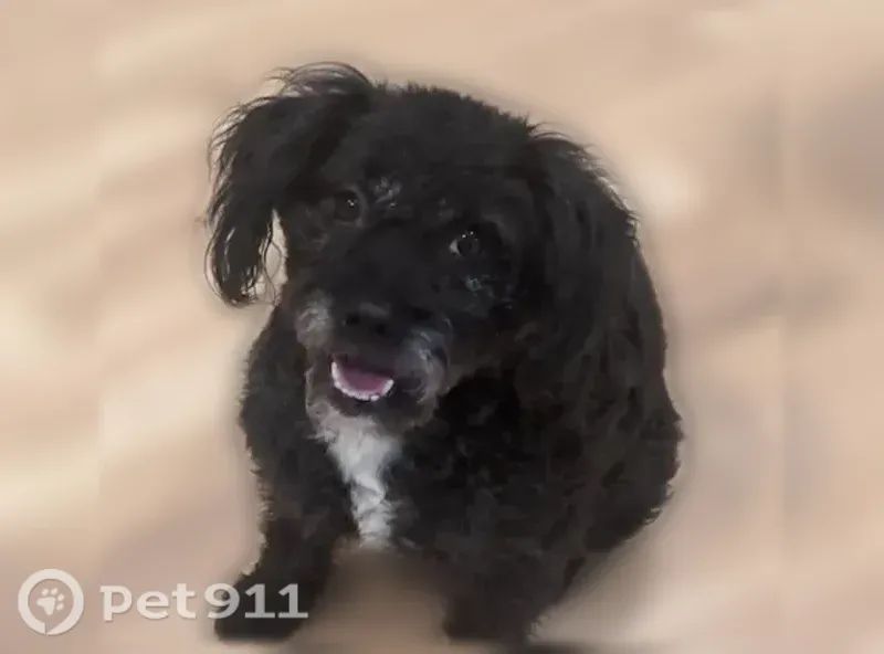 Lost dog, Summit Trail, 3492, Cumming — female black miniature schnauzer mix - photo