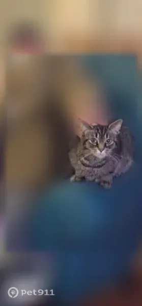 Lost cat, Callender Street, 12824, Southgate, Detroit — female tabby, friendly and vocal - photo
