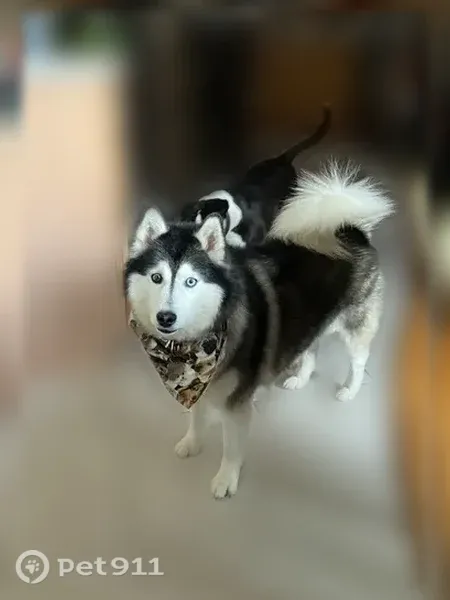 Lost Dog, 103rd Drive, 7566, Crown Point — male Husky with one blue and one brown eye - photo