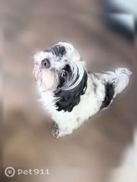 Lost male dog, Still Meadow, 6102, San Antonio — white with black spots - photo