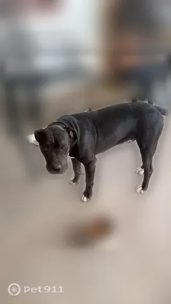 Lost dog, El Paso, Texas, Arlington — male dark brown pitbull - photo
