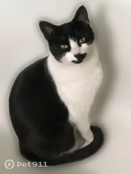 Lost cat, La Vega Drive Southwest, 755, Arlington — black-and-white shorthair female - photo