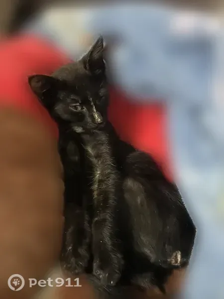 Found cat, Northeast 8th Street, 395, Carbon Hill, Carbon Hill — injured female black shorthair kitten - photo
