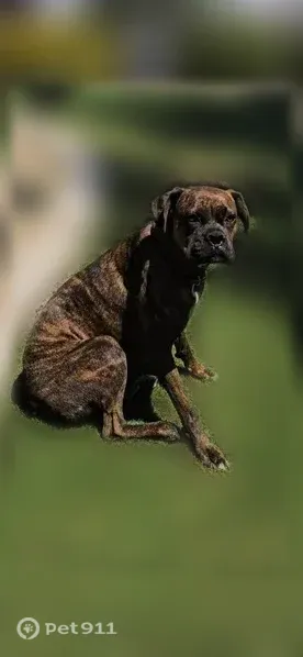 Lost Dog, Bakersfield, California, Lamont — female brindle Boxer with a brown collar - photo