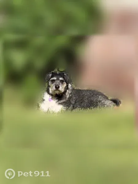 Lost female dog, Dorothy Street Northeast, 1825, Albuquerque — wire terrier mix with a pink collar - photo