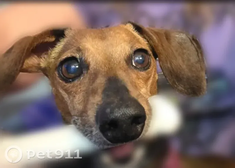 Lost female dog, River Park Circle, 32, St. Albans — small older brown dachshund - photo