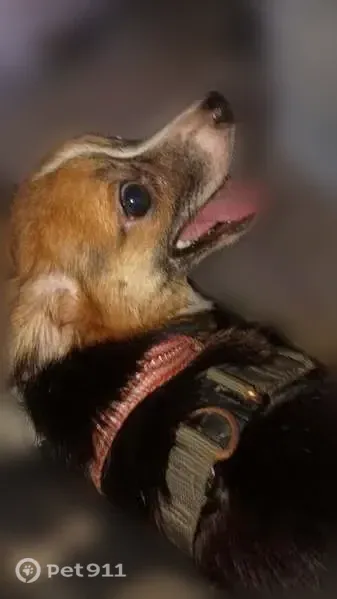 Lost dog, Eckert Grove, 7180, Eckerty, Memphis — female Chihuahua-Cocker Spaniel mix - photo
