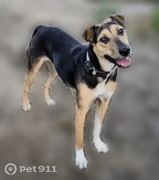 Lost female dog, Devonshire Court, 551, Severna Park — brown and black with white paws - photo