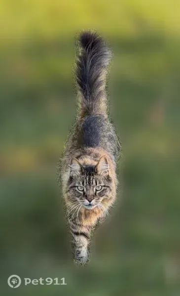 Lost cat, Carroll Street, Falmouth — male Maine Coon - photo