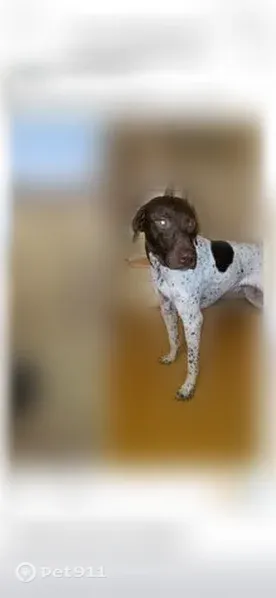 Lost dog, male, Walsh Road, 11570, Hazelhurst, Milwaukee — German Shorthaired Pointer - photo