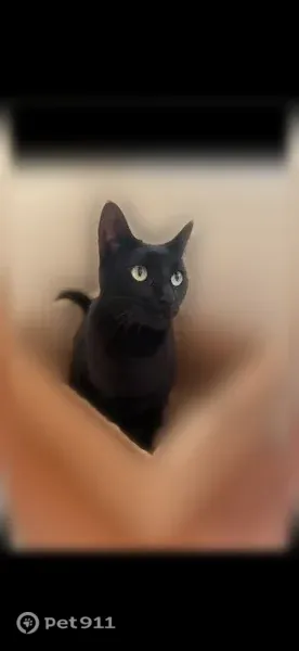 Lost cat, Burgess Hill Drive, 2890, Waterford Township, Lake Angelus — female with sleek black short hair - photo