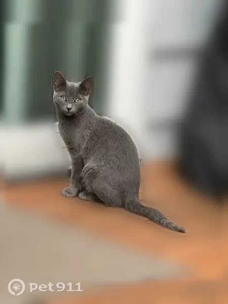 Found cat, Bristol Drive, 3856, Troy — faint rings on tail - photo