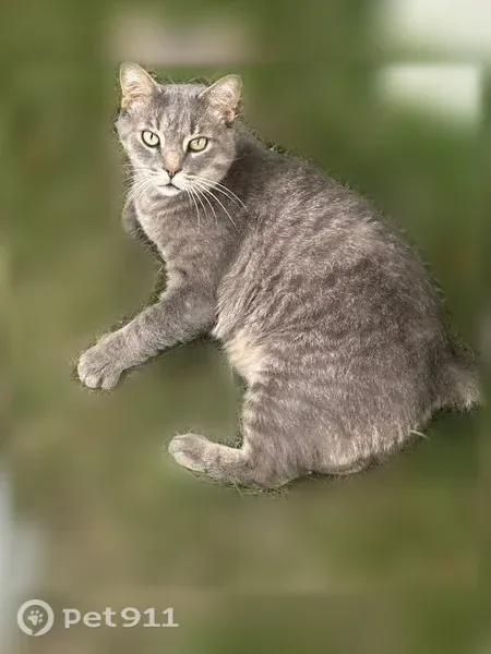 Lost cat, Roan Drive, 28529, Warren, Detroit — male with green eyes - photo