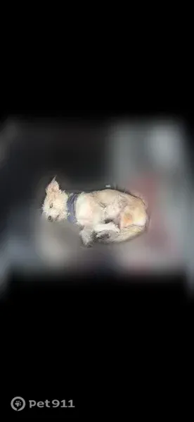 Lost female dog, Monarch Highway, Thackerville — two different-colored blue eyes - photo