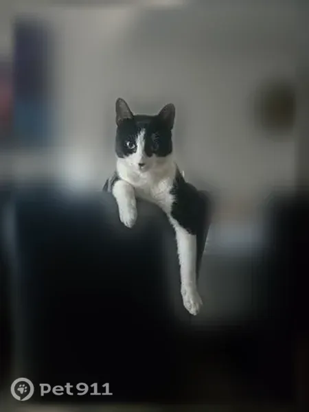Lost cat, Valmor Street, 22, Worcester — male tuxedo cat with a black nose spot - photo