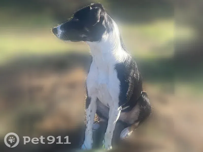 Lost dog, Interstate 5, 24300, Aurora — female Border Collie, 4 years old - photo