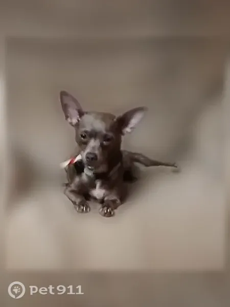 Lost dog, South Padre Island Drive, 13428, Corpus Christi — female gray Chihuahua - photo