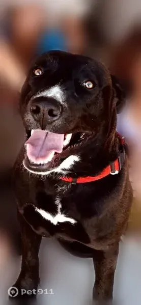 Lost dog, C6RF+3V Butterfield Stagecoach Farms, AZ, USA, Wintersburg — male with white markings - photo