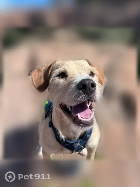 Lost male dog, South 64th Drive, 3019, Phoenix — blonde, about 30 pounds - photo
