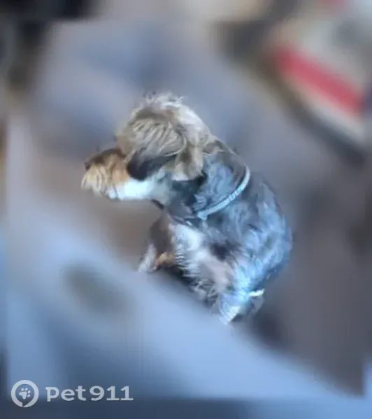 Lost Dog, 42nd Street, 13927, Santiago Township, Clear Lake — small Shih-Tzu Yorkie mix - photo