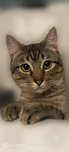Lost male cat, Massa Lane, 6783, Frisco, Arlington — gray tabby, about 2 years old - photo