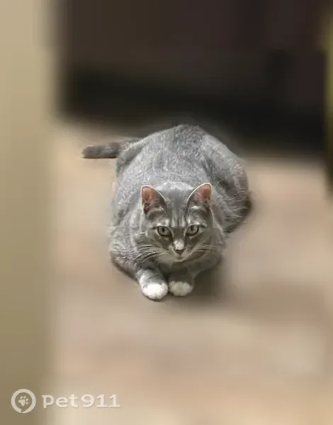 Lost female cat, Meadow Park Circle, 2490, Bedford — chubby grey tabby - photo