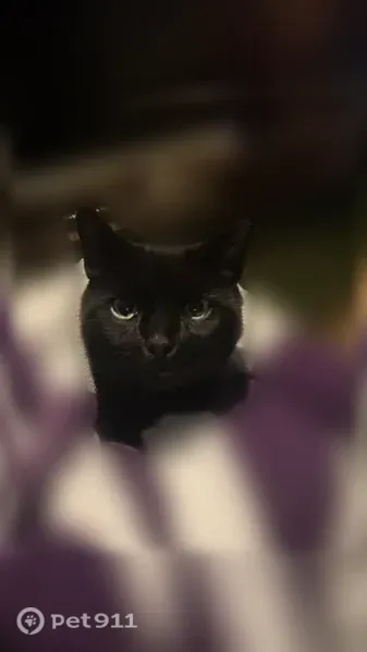 Lost cat, Shelley Lane, 2, Hamilton Township, Hamilton Square — male with a tipped left ear and half tail - photo