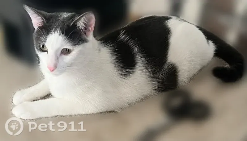Lost cat, 106th Street, 103-41, Queens — male, black and white - photo