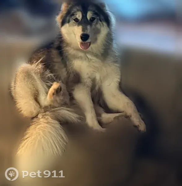 Lost female dog, Birdnest Court, 115, Southern Pines — small husky - photo