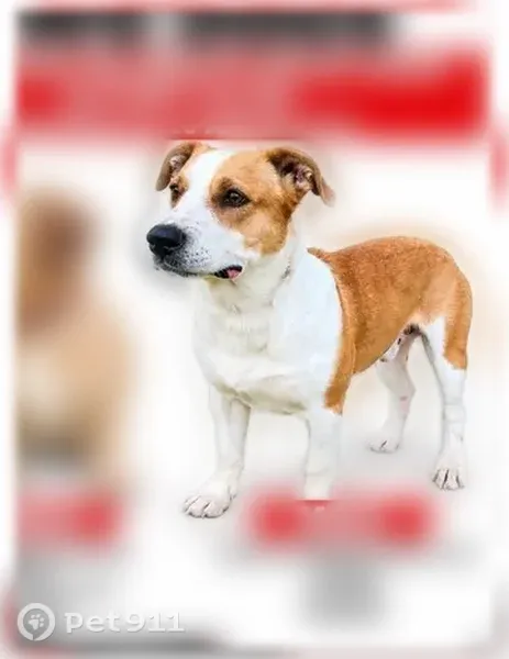 Lost dog, River Road, 2609, Port Allen, Schaumburg — two dogs missing - photo