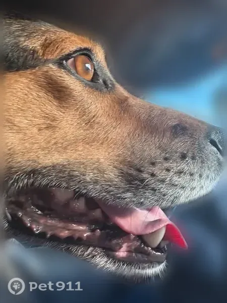 Lost dog, South Main Street, 4628, Rockford — female with brown eyes - photo