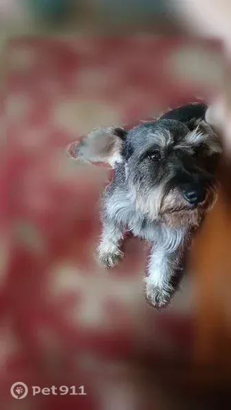 Lost dog, Chestnut Drive, 223, Shelbyville — female Standard Schnauzer - photo