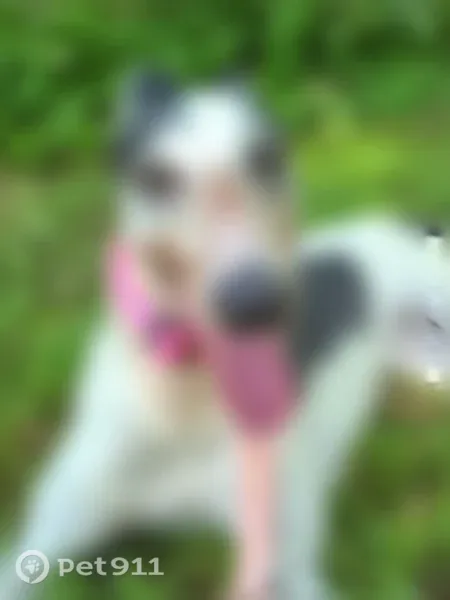 Lost dog, female, Easter Hollow Road, 1036, Danville — skittish, white with black spots - photo