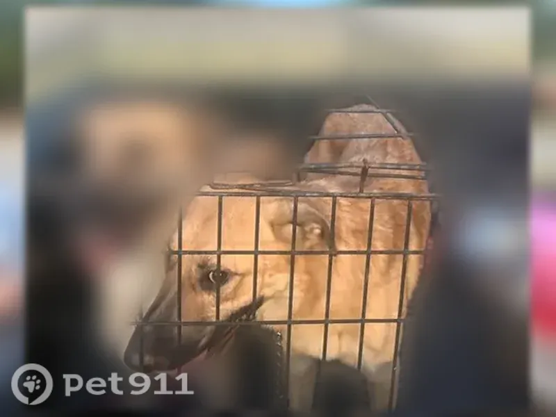 Lost dog, female German Shepherd mix, McLoud, Oklahoma, Tulsa — white-tipped toes - photo